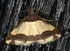 Ligdia batesii