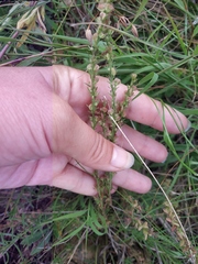Veronica capsellicarpa