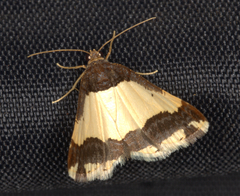 Ligdia batesii