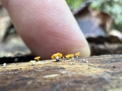 Calycina