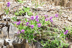 Lathyrus magellanicus