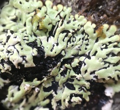 Menegazzia