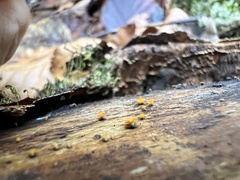 Calycina