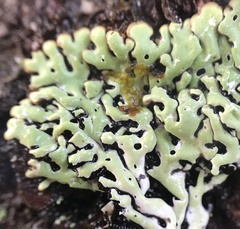 Menegazzia
