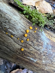 Calycina