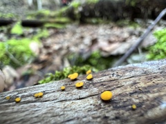 Calycina