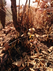 Eulophia tuberculata