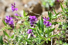 Lathyrus magellanicus