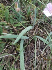 Iris pumila