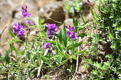 Lathyrus magellanicus