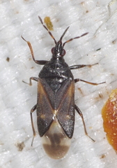 Anthocoris nemoralis