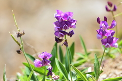 Lathyrus magellanicus