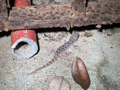 Hemidactylus parvimaculatus