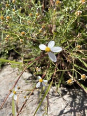 Coreocarpus parthenioides parthenioides