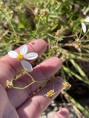 Coreocarpus parthenioides parthenioides