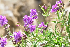Lathyrus magellanicus