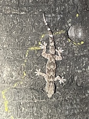 Hemidactylus leschenaultii