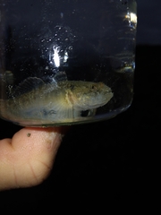 Padogobius bonelli