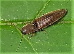 Agriotes