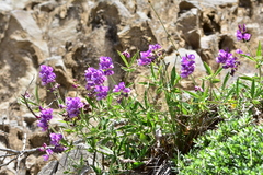 Lathyrus magellanicus