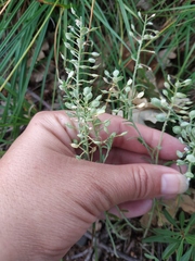 Alyssum trichostachyum