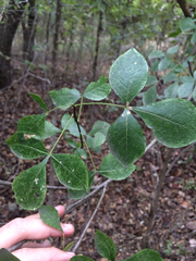 Ptelea trifoliata mollis