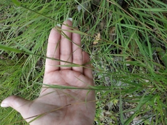 Poa sterilis