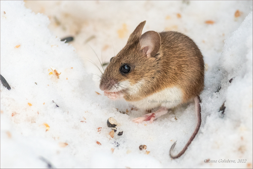 Herb Field Mouse, Северо-Восточный административный округ, Москва, Россия, photo 4 of 10