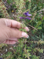 Salvia viridis