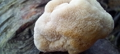 Fomitopsis betulina