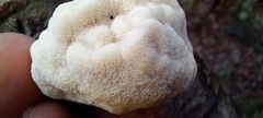 Fomitopsis betulina