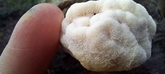 Fomitopsis betulina
