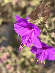Mirabilis viscosa