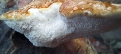 Fomitopsis betulina