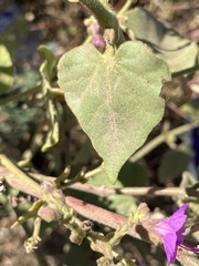 Mirabilis viscosa