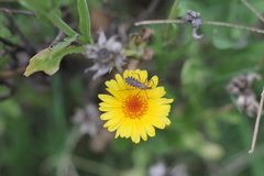 Cosmoclopius nigroannulatus