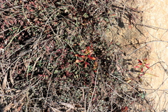 Hoffmannseggia miranda