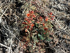 Hoffmannseggia miranda