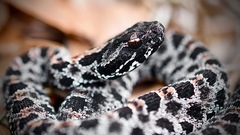 Sistrurus miliarius barbouri