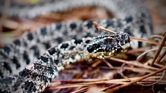 Sistrurus miliarius barbouri