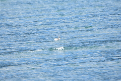 Podiceps occipitalis