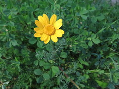 Anacyclus radiatus
