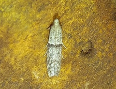 Cadra