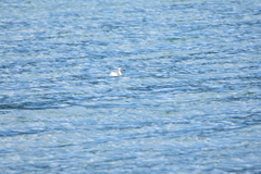 Podiceps occipitalis