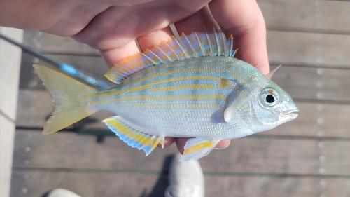 Pinfish