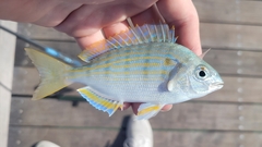 Pinfish photo 2