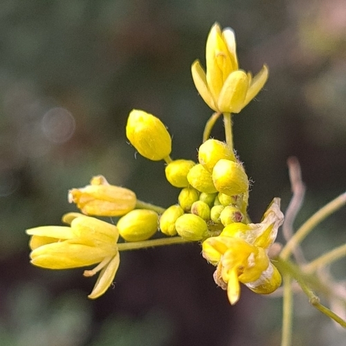 Descurainia bourgaeana (Descurainia bourgaeana)
