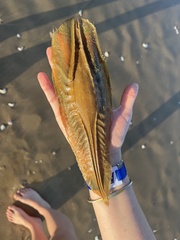 Callorhinchus capensis