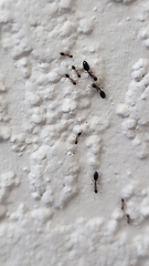 Monomorium floricola