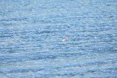 Podiceps occipitalis